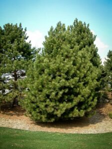 Сосна Чёрная (Pinus Nigra) купить по цене от 270.00р. в интернет-магазине «Посадика» с доставкой почтой в в Калининске и по всей России – [изображение №1].