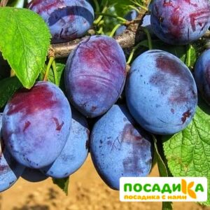 Слива Чачакская ранняя купить по цене от 229.00р. в интернет-магазине «Посадика» с доставкой почтой в в Калининске и по всей России – [изображение №1].