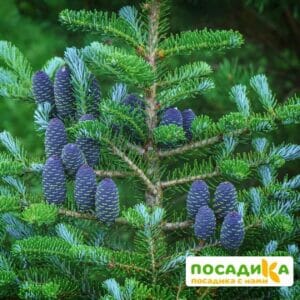 Пихта корейская (Abies koreana) купить по цене от 450.00р. в интернет-магазине «Посадика» с доставкой почтой в в Калининске и по всей России – [изображение №1].