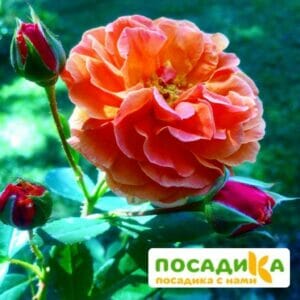 Роза Арабия купить по цене от 350.00р. в интернет-магазине «Посадика» с доставкой почтой в в Калининске и по всей России – [изображение №1].