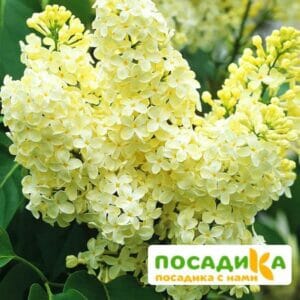 Сирень Примроуз (Primrose) купить по цене от 529.00р. в интернет-магазине «Посадика» с доставкой почтой в в Калининске и по всей России – [изображение №1].