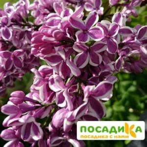 Сирень Сенсация купить по цене от 529.00р. в интернет-магазине «Посадика» с доставкой почтой в в Калининске и по всей России – [изображение №1].