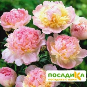 Пион Распберри Сандей (Paeonia Raspberry Sundae) купить по цене от 959р. в интернет-магазине «Посадика» с доставкой почтой в в Калининске и по всей России – [изображение №1].