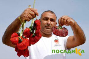 Клубника Гигант Джорнея купить по цене от 266р. в интернет-магазине «Посадика» с доставкой почтой в в Калининске и по всей России – [изображение №1].