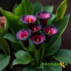 Калла Аура Лейс купить по цене от 400р. в интернет-магазине «Посадика» с доставкой почтой в в Калининске и по всей России – [изображение №1].
