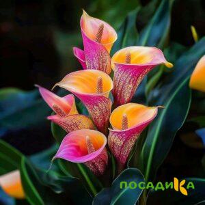 Калла Оникс купить по цене от 450р. в интернет-магазине «Посадика» с доставкой почтой в в Калининске и по всей России – [изображение №1].