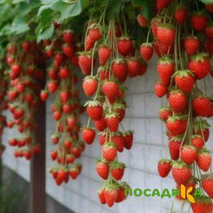 Клубника вьющаяся Комплимент купить по цене от 470р. в интернет-магазине «Посадика» с доставкой почтой в в Калининске и по всей России – [изображение №1].