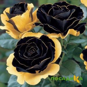 Роза Ханни Сикл купить по цене от 700р. в интернет-магазине «Посадика» с доставкой почтой в в Калининске и по всей России – [изображение №1].