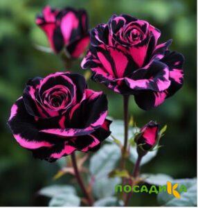 Роза Багровый Шепот купить по цене от 366р. в интернет-магазине «Посадика» с доставкой почтой в в Калининске и по всей России – [изображение №1].