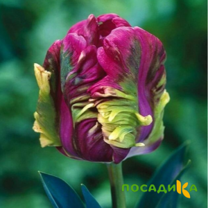 Тюльпан Экзотик Хэвен купить по цене от 186р. в интернет-магазине «Посадика» с доставкой почтой в в Калининске и по всей России – [изображение №1].