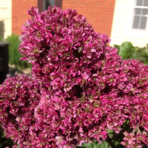 Флокс Филингс купить по цене от 329р. в интернет-магазине «Посадика» с доставкой почтой в в Калининске и по всей России – [изображение №1].