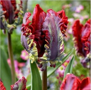 Тюльпан Рококо купить по цене от 350р. в интернет-магазине «Посадика» с доставкой почтой в в Калининске и по всей России – [изображение №1].