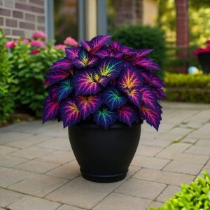 Хоста Фрости Блю купить по цене от 389р. в интернет-магазине «Посадика» с доставкой почтой в в Калининске и по всей России – [изображение №1].