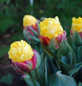 Тюльпан Айс Крим Банана купить по цене от 360р. в интернет-магазине «Посадика» с доставкой почтой в в Калининске и по всей России – [изображение №1].