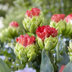 Тюльпан Бычий Глаз купить по цене от 275р. в интернет-магазине «Посадика» с доставкой почтой в в Калининске и по всей России – [изображение №1].