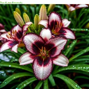 Лилейник Крим Сикл купить по цене от 799р. в интернет-магазине «Посадика» с доставкой почтой в в Калининске и по всей России – [изображение №1].