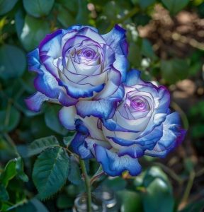 Роза Пэтолз Хоуп купить по цене от 333р. в интернет-магазине «Посадика» с доставкой почтой в в Калининске и по всей России – [изображение №1].