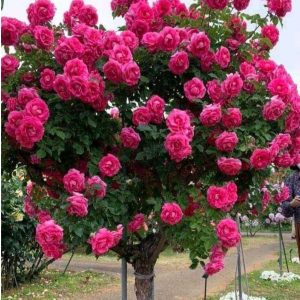 Роза Версаля купить по цене от 232р. в интернет-магазине «Посадика» с доставкой почтой в в Калининске и по всей России – [изображение №1].