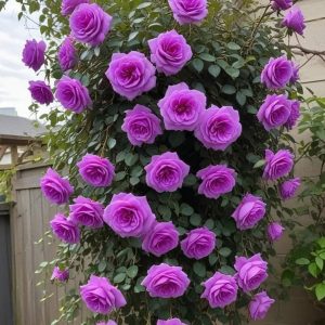 Роза Мистик Уайт купить по цене от 620р. в интернет-магазине «Посадика» с доставкой почтой в в Калининске и по всей России – [изображение №1].