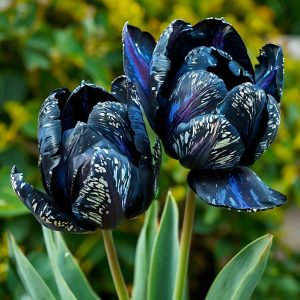 Тюльпан Блю Фог купить по цене от 500р. в интернет-магазине «Посадика» с доставкой почтой в в Калининске и по всей России – [изображение №1].