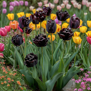 Тюльпан махровый Рейдинс Дарк купить по цене от 230р. в интернет-магазине «Посадика» с доставкой почтой в в Калининске и по всей России – [изображение №1].