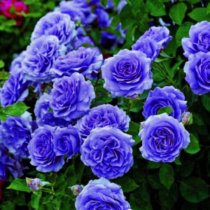 Роза Блю Мун купить по цене от 450р. в интернет-магазине «Посадика» с доставкой почтой в в Калининске и по всей России – [изображение №1].