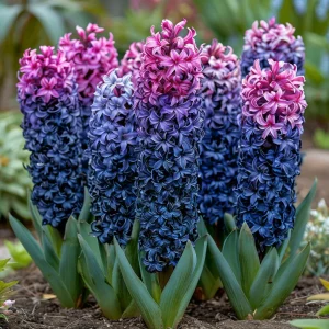 Гиацинт Блю Спринг купить по цене от 2099р. в интернет-магазине «Посадика» с доставкой почтой в в Калининске и по всей России – [изображение №1].