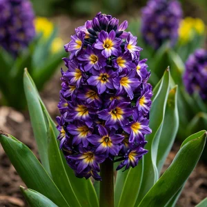 Гиацинт Вельвет Колор купить по цене от 2099р. в интернет-магазине «Посадика» с доставкой почтой в в Калининске и по всей России – [изображение №1].