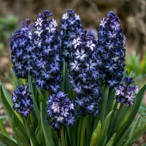 Гиацинт Блум Клауд купить по цене от 2099р. в интернет-магазине «Посадика» с доставкой почтой в в Калининске и по всей России – [изображение №1].