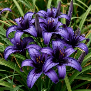 Лилейник Блю Айрис купить по цене от 324р. в интернет-магазине «Посадика» с доставкой почтой в в Калининске и по всей России – [изображение №1].