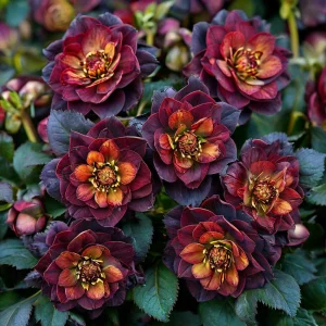 Морозник Сноу Дроп купить по цене от 348р. в интернет-магазине «Посадика» с доставкой почтой в в Калининске и по всей России – [изображение №1].