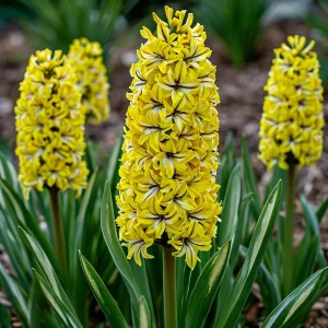 Гиацинт Сансет Голд купить по цене от 2099р. в интернет-магазине «Посадика» с доставкой почтой в в Калининске и по всей России – [изображение №1].