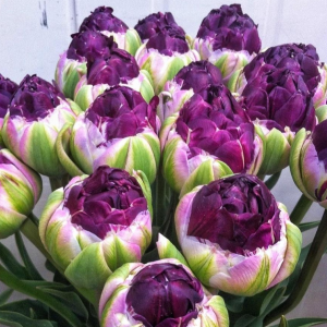 Тюльпан Анаконда купить по цене от 450р. в интернет-магазине «Посадика» с доставкой почтой в в Калининске и по всей России – [изображение №1].