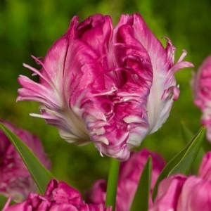 Тюльпан махровый Кул Кристал купить по цене от 400р. в интернет-магазине «Посадика» с доставкой почтой в в Калининске и по всей России – [изображение №1].