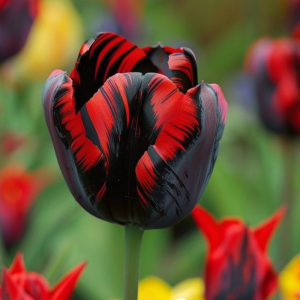 Тюльпан Блэк Перрот купить по цене от 351р. в интернет-магазине «Посадика» с доставкой почтой в в Калининске и по всей России – [изображение №1].