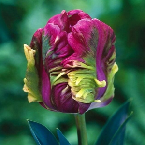 Тюльпан Экзотик Хэвен купить по цене от 186р. в интернет-магазине «Посадика» с доставкой почтой в в Калининске и по всей России – [изображение №1].