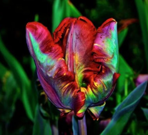 Тюльпан Эирпрайз купить по цене от 270р. в интернет-магазине «Посадика» с доставкой почтой в в Калининске и по всей России – [изображение №1].