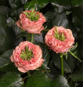 Роза Амбер Инчант купить по цене от 495р. в интернет-магазине «Посадика» с доставкой почтой в в Калининске и по всей России – [изображение №1].