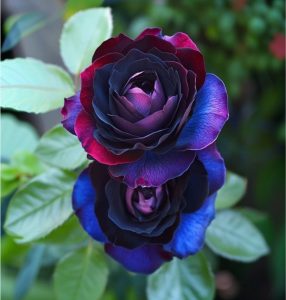 Роза Скарлет Рэвери купить по цене от 489р. в интернет-магазине «Посадика» с доставкой почтой в в Калининске и по всей России – [изображение №1].