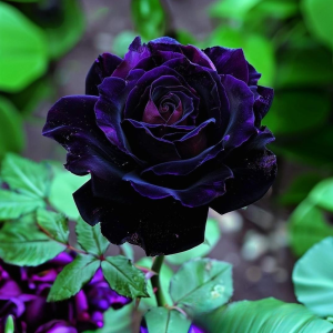 Роза Блэк Пантер купить по цене от 319р. в интернет-магазине «Посадика» с доставкой почтой в в Калининске и по всей России – [изображение №1].