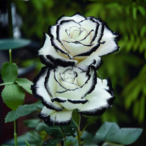 Роза Силк Ивин купить по цене от 319р. в интернет-магазине «Посадика» с доставкой почтой в в Калининске и по всей России – [изображение №1].