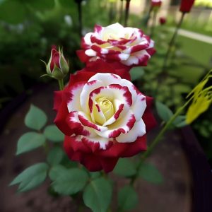 Роза Роял Глом купить по цене от 401р. в интернет-магазине «Посадика» с доставкой почтой в в Калининске и по всей России – [изображение №1].