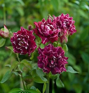 Роза Опаловый Пейзаж купить по цене от 490р. в интернет-магазине «Посадика» с доставкой почтой в в Калининске и по всей России – [изображение №1].