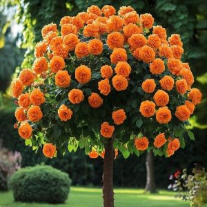 Роза Солнечный Шарм купить по цене от 349р. в интернет-магазине «Посадика» с доставкой почтой в в Калининске и по всей России – [изображение №1].