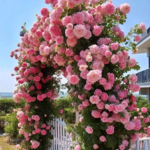 Роза Пастель Розе купить по цене от 605р. в интернет-магазине «Посадика» с доставкой почтой в в Калининске и по всей России – [изображение №1].