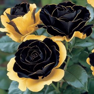 Роза Ханни Сикл купить по цене от 700р. в интернет-магазине «Посадика» с доставкой почтой в в Калининске и по всей России – [изображение №1].