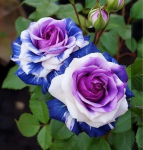 Роза Айвори Каскад купить по цене от 420р. в интернет-магазине «Посадика» с доставкой почтой в в Калининске и по всей России – [изображение №1].