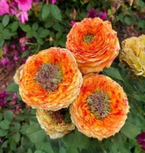 Роза Золотой Мираж купить по цене от 420р. в интернет-магазине «Посадика» с доставкой почтой в в Калининске и по всей России – [изображение №1].