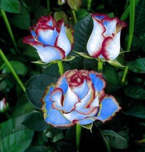 Роза Сафайер Пэтл купить по цене от 450р. в интернет-магазине «Посадика» с доставкой почтой в в Калининске и по всей России – [изображение №1].