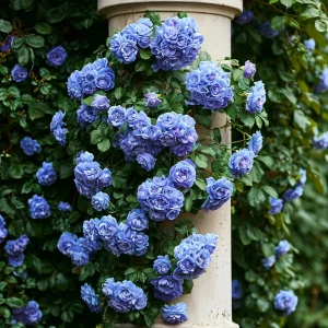 Роза плетистая Блю Перпл купить по цене от 540р. в интернет-магазине «Посадика» с доставкой почтой в в Калининске и по всей России – [изображение №1].